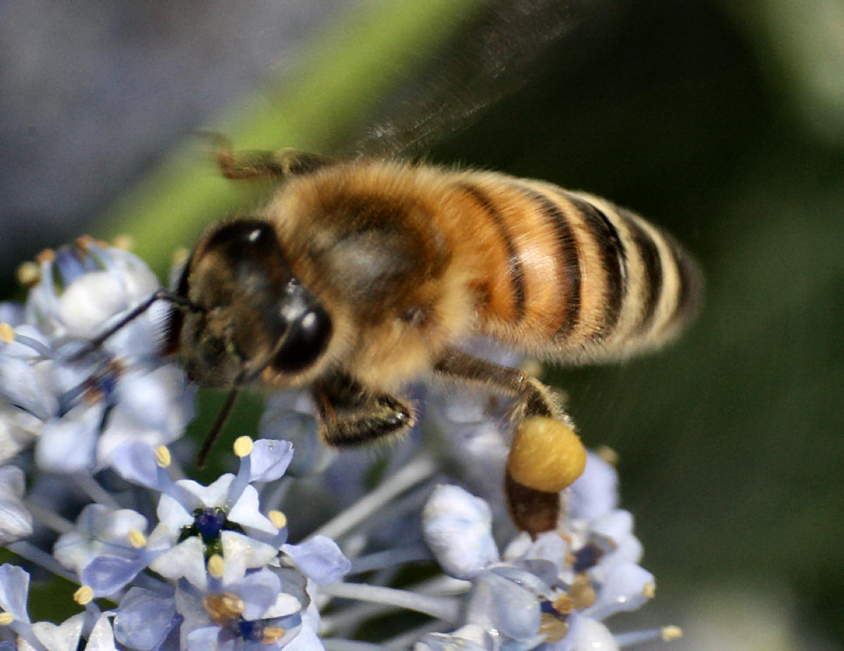 Apis mellifera